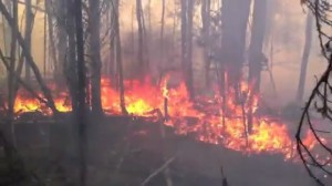 fireseasonpic