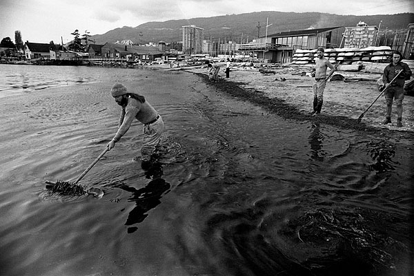 Volunteers cleaning Ambleside Beach in West Vancouver, 1973. Source: John Denniston (johndenniston.ca).